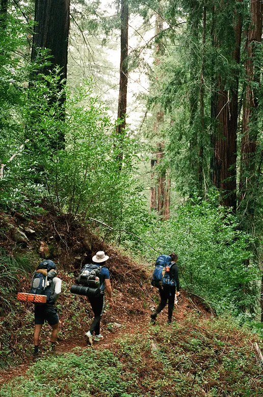 Hiking through forest