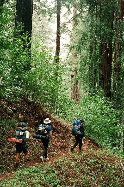 Hiking through forest